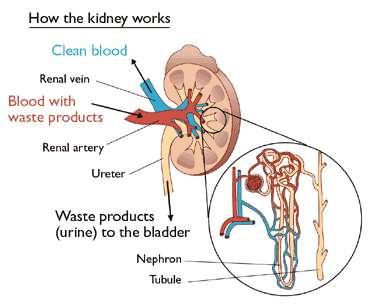 The kidneys regulate the composition and the volume of the blood and remove wastes from the blood in the form of urine. Formation of active vitamin D.