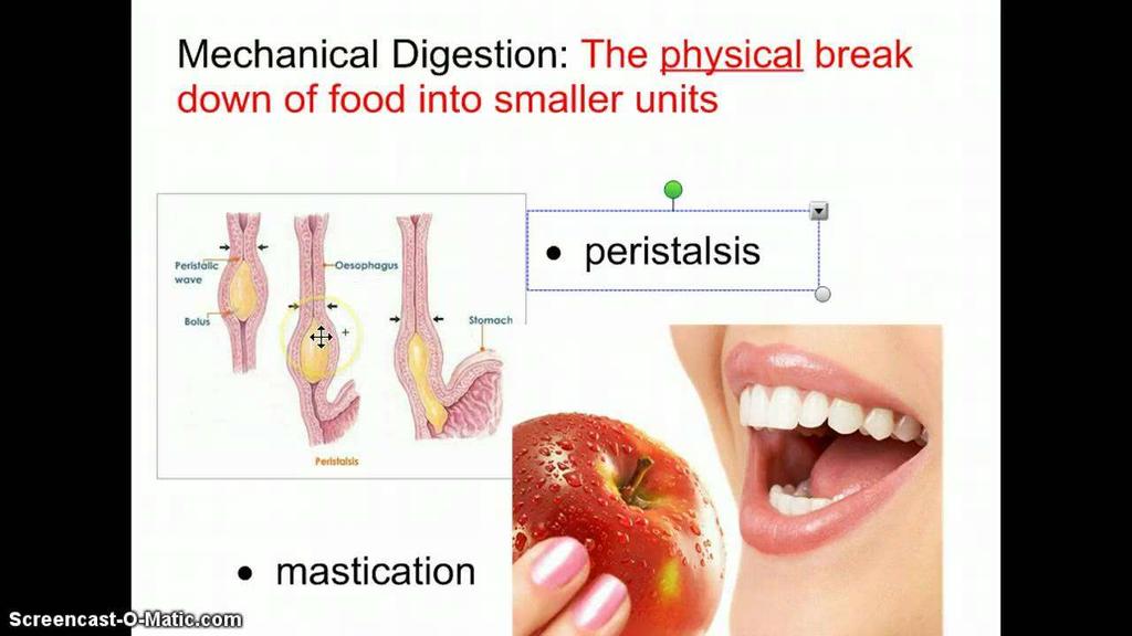 Mechanical Digestion The physical break down of food into