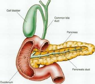 The Pancreas The pancreas has two functions: The secretion of digestive enzymes which