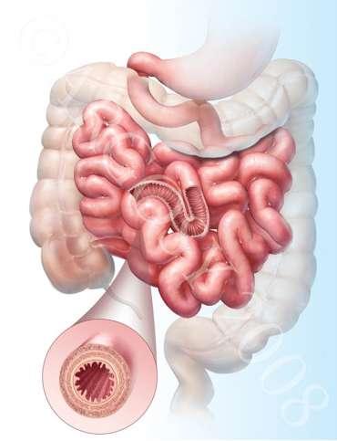 Absorption - The small Intestine The main function is to complete digestion and enable the absorption of nutrients into the blood