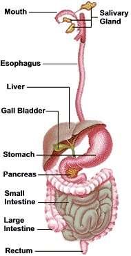 The Digestive System The functions carried out by the digestive