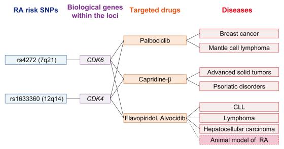 ~ Drug repurposing using RA risk gene target connection ~ Directly targeted drugs of biological RA risk genes could be candidates for drug repurposing for RA treatment.