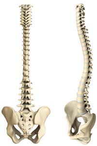 The spinal cord is composed of 24 individual vertebra, stacked on top of one another. The spine is straight when viewed from the front or the rear.