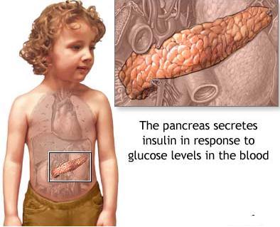 Diabetes mellitus is a disorder of metabolism that results from a deficiency of insulin, a hormone secreted by the beta cells of the pancreas.
