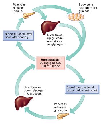 glucose into the cells for use as energy and storage as glycogen. It also stimulates protein synthesis and free fatty acid storage in the fat deposits.