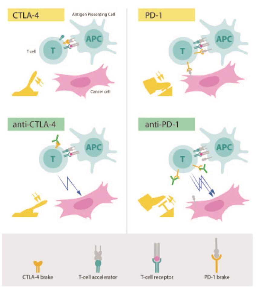 T-cells and cancer immunotherapy (immuno-oncology): the 2018 Nobel Prize in Physiology or Medicine The 2018 Nobel Prize in Physiology or Medicine has been awarded to two scientists, James P.