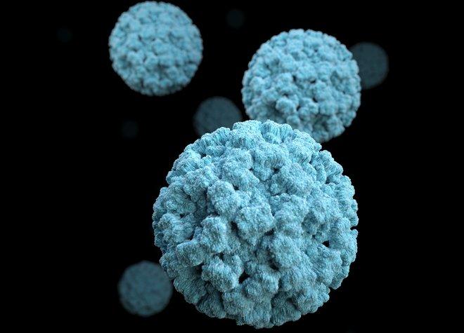 Focus on NOROVIRUS Highly infectious (transmitted from person to person by faecal-oral spread, via aerosolised vomit and by consuming contaminated food or water,