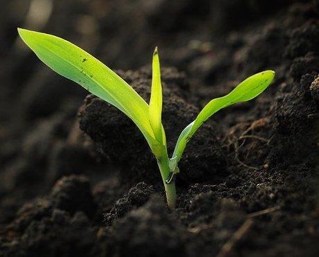 Boron in starter fertilizers Soluble boron (B) sources pose a risk of B toxicity to seedlings just after planting Row applications with risk of uneven or excessive application, either in the total