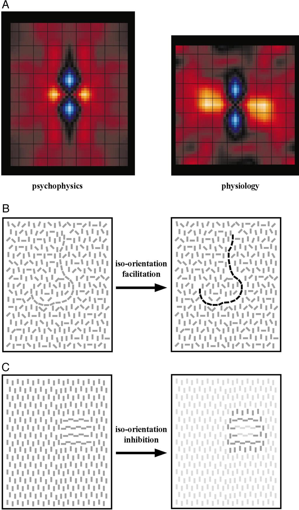 CONTEXTUAL INTERACTIONS IN VISUAL CORTEX 2061 FIG. 12. Role of contextual interactions in contour integration and surface segmentation. A: comparison of psychophysical and physiological results.