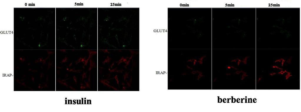 and GLUT4 displayed a strong colocalization (Kumar et al., 2010; Rubin et al., 2009) in many researches. Thus, detecting the IRAP can indirectly reflect the situation of GLUT4.
