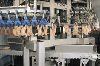 Campylobacter in the broiler meat chain