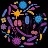Microbiome or Microbiota? What is it exactly?