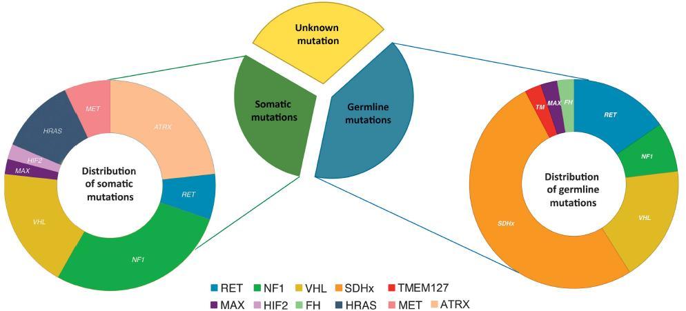 Are all PPGL genes equally relevant? Burnichon N, et al. Hum Mol Genet. 21(26):5397-405, 2012. Burnichon N, Cascon A, Schiavi F, et al. Clin Cancer Res; 18(10): 1-10; 2012; Zhuang Z, et al.