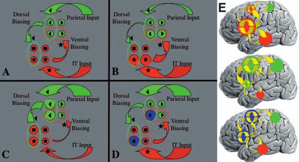 What and where in working memory 17 Fig. 5 A) A model extending the principles of biased competition to the frontal cortex for the maintenance of information in working memory (WM).