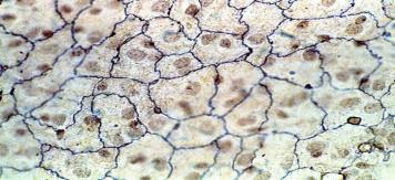 Tissues Epithelial Tissue Many organs are lined with epithelial tissue Simple Squamous Epithelial Tissue
