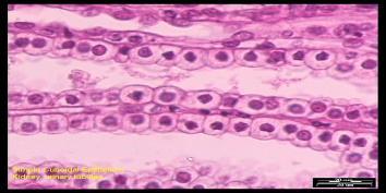 Tissues Epithelial Tissue Many organs are lined with epithelial tissue Simple Cuboidal Epithelial Tissue