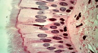 Under the skin there is a subcutaneous layer between the dermis and internal structures where fat is