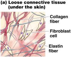 Fibrous connective tissue There are 2 types: dense and loose, but both contain fibroblast cells with a matrix of collagen and elastic fibers. 4.