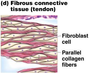 Dense Fibrous connective tissue Dense Fibrous connective tissue Forms tendons