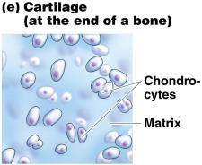 Cartilage Cellular component chondrocytes Chondrocytes secrete own matrix Cartilage cushions joints, forms