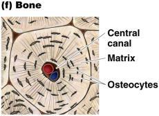 Bone Rigid connective tissue Osteoblasts secrete matrix that is composed of collagen fibers and calcium salts