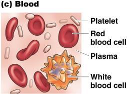 carry oxygen White blood cells (leukocytes) cells that fight infection Platelets (thrombocytes) pieces of cells