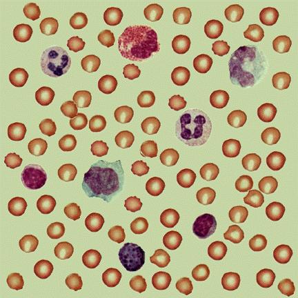 White blood cells congregate in lymph nodes.