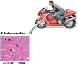 skeletal muscle Cardiac Muscle 4.3 Muscular Tissue Moves the Body C.
