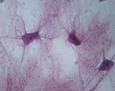 A neuron and examples of supporting neuroglia cells. Micrograph of neuron Ed Reschke Tissues Nervous Tissue Nervous Tissue 4.4 Nervous Tissue Communicates A.