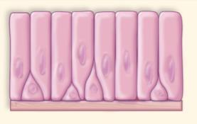 of cells) Simple Figure 4.7a. Shapes of epithelial cells. 50 4.5 Epithelial Tissue Protects How do we name epithelial tissue?