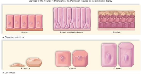 Shapes of epithelial cells. 51 52 4.5 Epithelial Tissue Protects What does epithelial tissue look like?