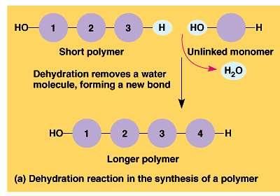 Monomers are connected by covalent bonds via a condensation reaction or dehydration reaction. A.