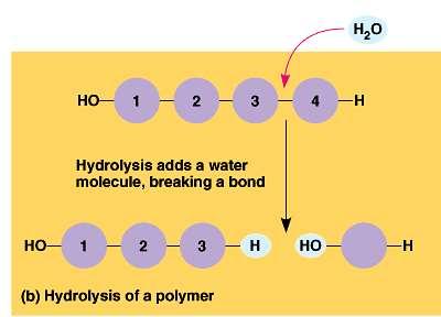 B -Breaking Down Polymers The covalent bonds connecting monomers in a polymer are disassembled by hydrolysis.