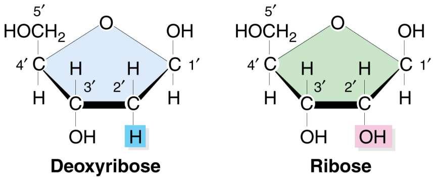 Chemical Formulas C 5 H 10