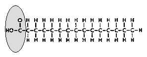 Lipids are made up of Lipids: Structure Monomer (basic unit): fatty acids
