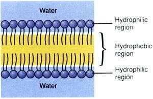 Found in cell membranes Head is the phosphate group.