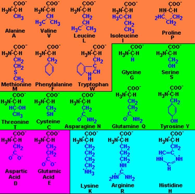 20 Amino Acids: Some of these are polar & hydrophilic, others are