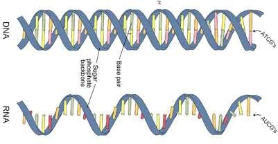 Nucleic Acids: Structure Nucleic Acids are made up of Monomers
