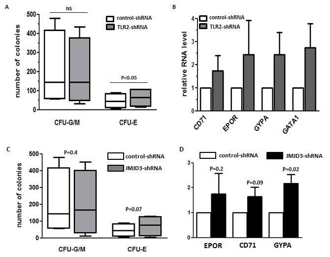 reduction in erythroid forming units (CFU-E). IL-8 treatment of normal BM CD34+ cells caused similar negative effect on CFU-E (Figure 3). 4.