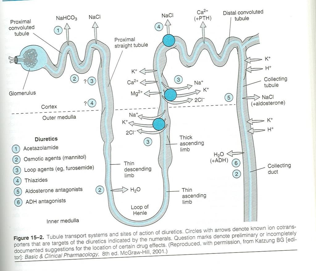In loop diuretics and thiazides : The body senses the loss of Na in the tubule.