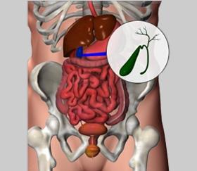 1) Stomach The stomach is a 'j'-shaped organ with two openings, the esophageal opening where the esophagus meets the stomach, and the duodenal opening, the start of the small intestine where contents