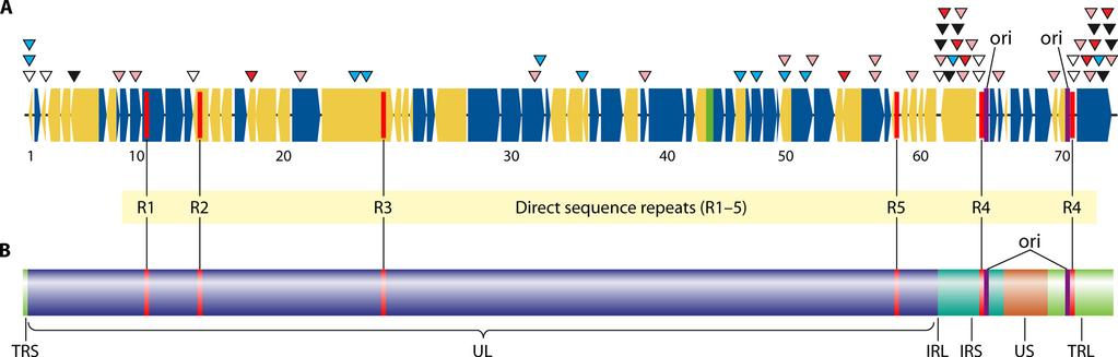 212 SCHMID AND JUMAAN CLIN. MICROBIOL. REV. FIG. 2. (A) Model of the VZV genome illustrating the single-base differences between poka (parental strain Oka) and voka (vaccine strain Oka).