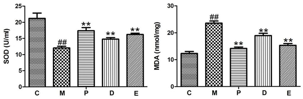 Compared with control: # P < 0.05, ## P < 0.01; Compared with model: *P < 0.05, **P < 0.01. As shown in Figure 6, compared with the control group, the protein levels of PTEN and Bax-2 in model group were significantly increased.