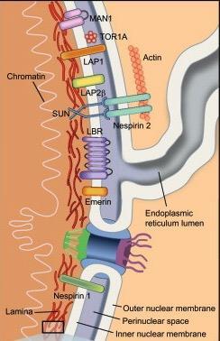 Integral Inner Nuclear Membrane Protein Gene Mutations EDM emerin Emery-Dreifuss Muscular Dystrophy (X-linked) and variants LBR lamin B
