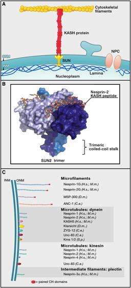 Outer Nuclear Membrane Protein/Perinuclear Space Gene Mutations SYNE1 nesprin-1 Autosomal Recessive Cerebellar Ataxia Arthrogryposis