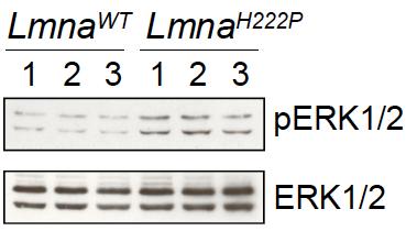 Early Activation of ERK1/2 in Hearts of Lmna H222P/H222P Mice > ERK1/2 and downstream genes are abnormally activated prior to (4 weeks and 7 weeks) and