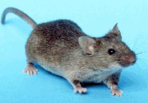 Emery (2000) Apparently Normal Mouse Melcon et al.