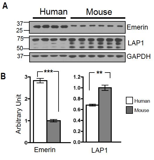 Why Don t Emerin Null Mice Get Sick? Mouse skeletal muscle has diminished emerin compared to human.