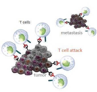 Induce mutras T-cells CD4+ and CD8+ mut- RAS