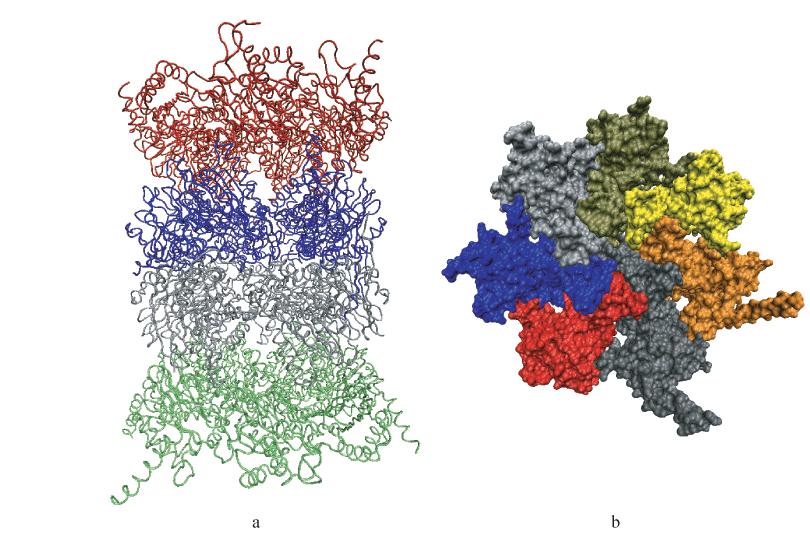 The Proteasome A protease complex consisting of